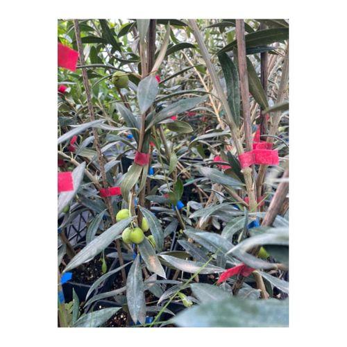 Tüplü Bodur Ispanyol Arbequina Zeytin Fidanı (5 Adet)