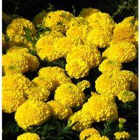 Sarı Top Kadife Çiçek Tohumu 50 Adetli