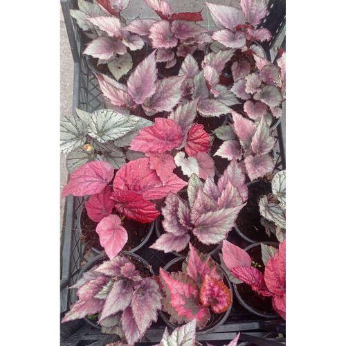 Saksıda Begonia Rex Yaprak Begonya 1 Adet