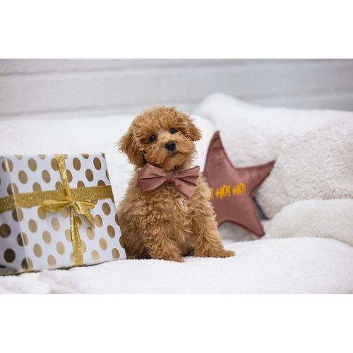 Beeztees DBL Köpek Papyonu, Kadife, Pembe, 9cm