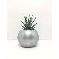Oval Beton Saksı ve Canlı Sukulent - YE1605