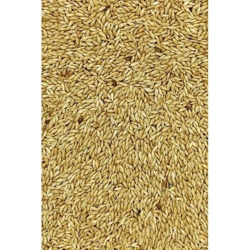 Doğal Taze Kanarya Sade Kuş Yemi - 5 kg