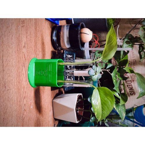 Flasklar için Saksı Standı 15 Mm (Bu ürün Sadece Plastik parçadır - Almadan Önce Soru Sorabilirsiniz)