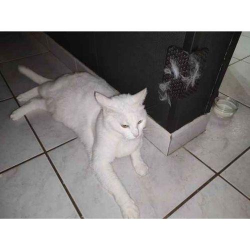 Köşe Kedi Fırçası (Bu ürün Sadece Plastik parçadır - Almadan Önce Soru Sorabilirsiniz)