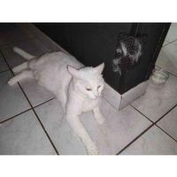 Köşe Kedi Fırçası (Bu ürün Sadece Plastik parçadır - Almadan Önce Soru Sorabilirsiniz)