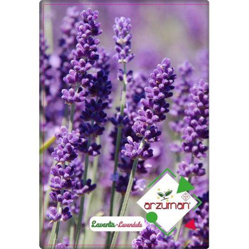 Lavanta Çiçeği Tohumu (100 Adet)