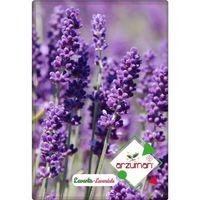 Lavanta Çiçeği Tohumu (100 Adet)