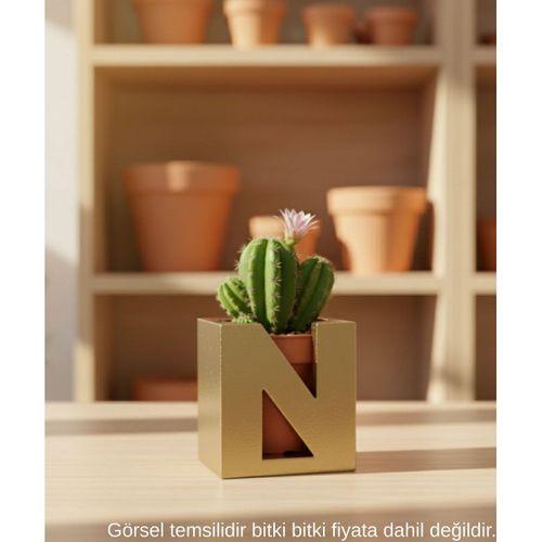 Gold Harf Şeklinde Mini Dekoratif Saksı Kişiye Özel Baş Harf Tasarım Masaüstü Ofis Dekoru