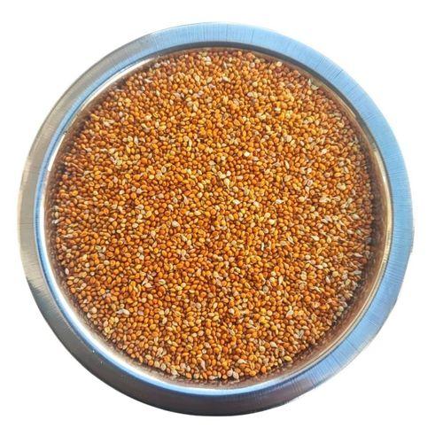 Kızıl Dal Darı Taneleri Elenmiş Yeni Yavrular Için 1 Kg