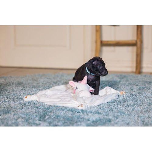 Beeztees Yavru Köpek Oyuncağı, Unicorn, Peluş, Beyaz, 33x25x14cm