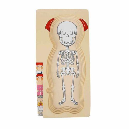 Eğitici Çocuk Oyuncak  Woody Oyna Öğren Katmanlı İnsan Vücudu Ahşap Puzzle 4 x 7 Parça