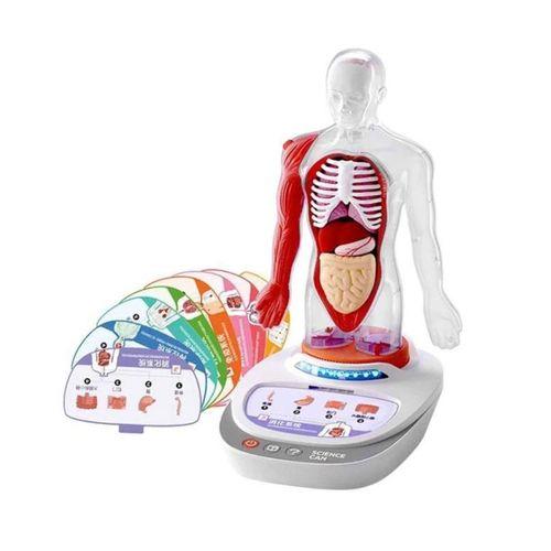 S00005280 BİLİM SET İNSAN VÜCUDU MODELİ 23PRÇ