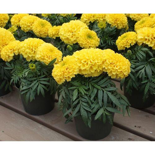 Sarı Top Kadife Çiçek Tohumu 50 Adetli