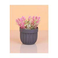 Çizgili Saksı Dikenli Çiçek Royaleks-5781