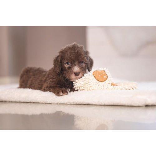 Beeztees Yavru Köpek Oyuncağı, Peluş, Beyaz, 37x28x4cm