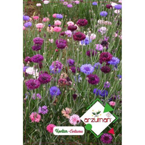 Kontur Çiçeği Tohumu (50 Adet)