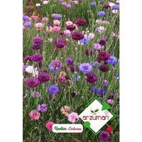 Kontur Çiçeği Tohumu (50 Adet)