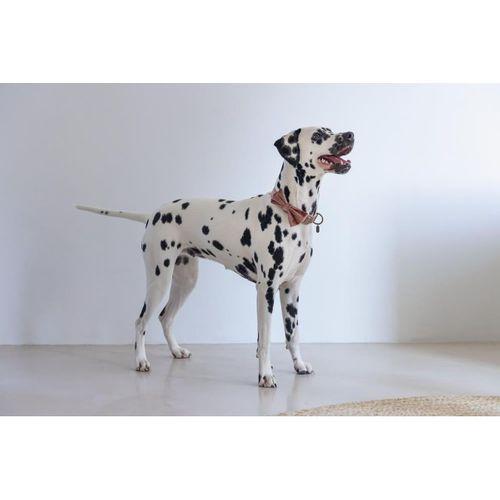 Beeztees DBL Köpek Papyonu, Kadife, Pembe, 12cm