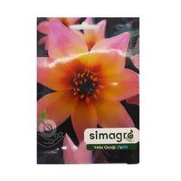 Yıldız Çiçeği (30 Adet)