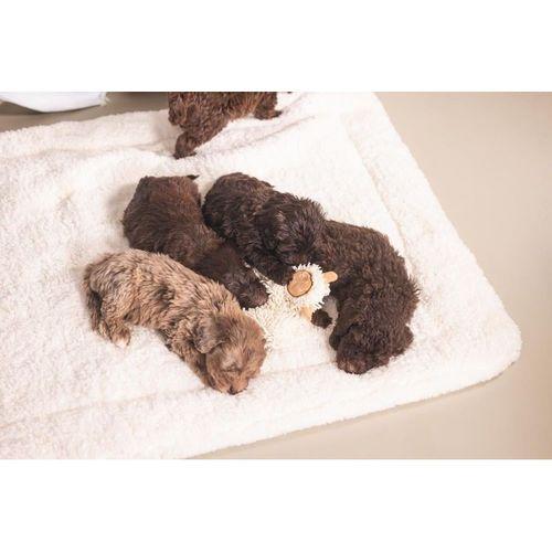 Beeztees Yavru Köpek Oyuncağı, Peluş, Beyaz, 37x28x4cm