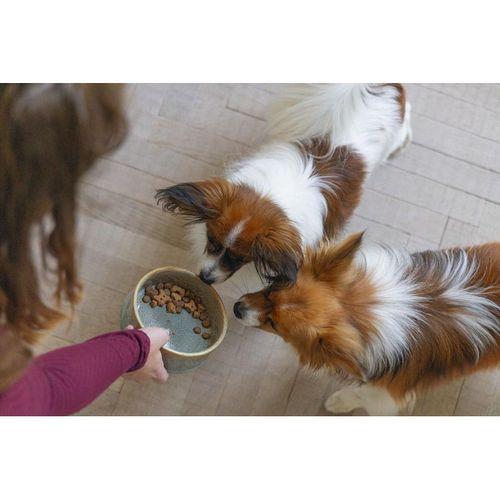 Beeztees DBL Köpek Mama Su Kabı, Seramik, Yeşil, 13,5cm, 500ml