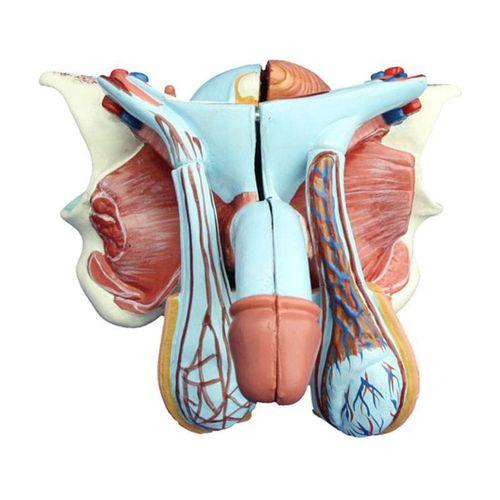 Erkek Genital Organ Modeli 5 Parça