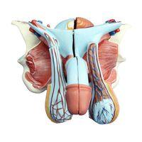 Erkek Genital Organ Modeli 5 Parça