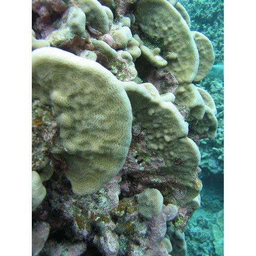 Mercan iskeleti _agariciidae_ - 3711952