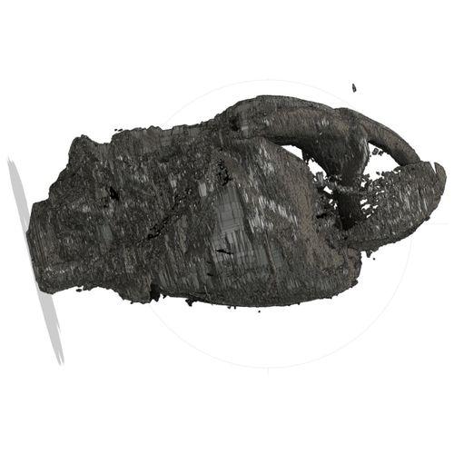 Casmara Falcatussica'nın Genişitleri İçi Jeong-6906733