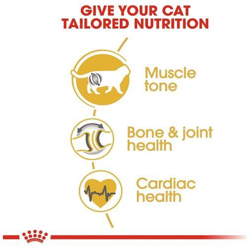 Royal Canin British Shorthair Yetişkin Kuru Kedi Maması 2 Kg