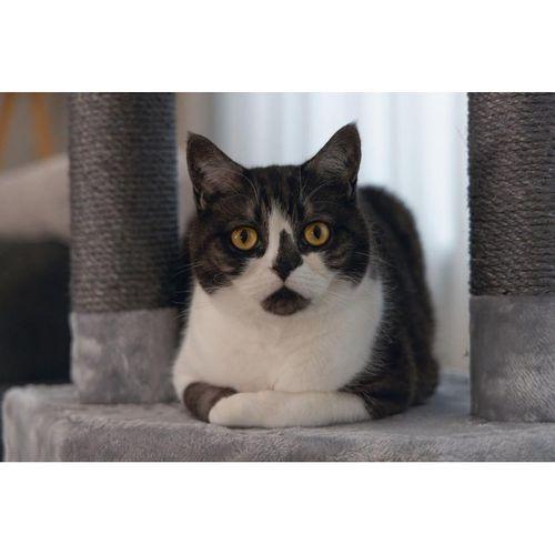 Beeztees Kedi Köşe Tırmalama ve Oyun Evi, Gri, 40x40x135cm