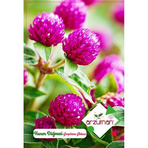 Hanım Düğmesi Çiçeği Tohumu (20 Adet)