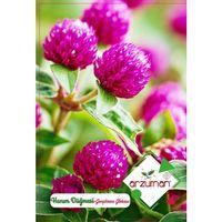 Hanım Düğmesi Çiçeği Tohumu (20 Adet)