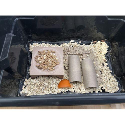 Yemek kurdu çiftliği pupa ana kampı - 6909690