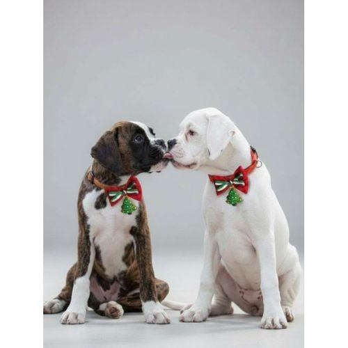 Yılbaşı Agaçı Köpek Papyon Tasması | Kırmızı Fiyonk Boyun Aksesuarı | Noel Temalı Köpek Süsü | Orta ve Büyük Irklar İçin