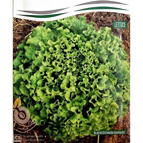 Kışlık Kıvırcık Tohumu (Tek Göbek) (10 gr)