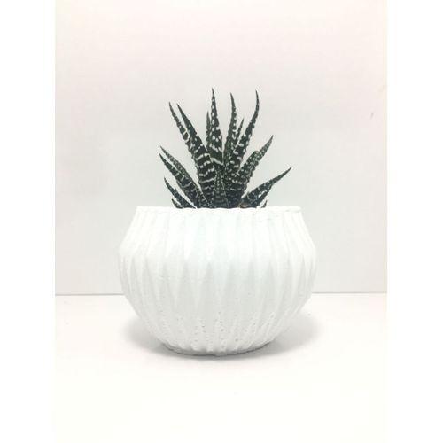 Büyük Oval Beton Saksı ve Canlı Sukulent - YE1607