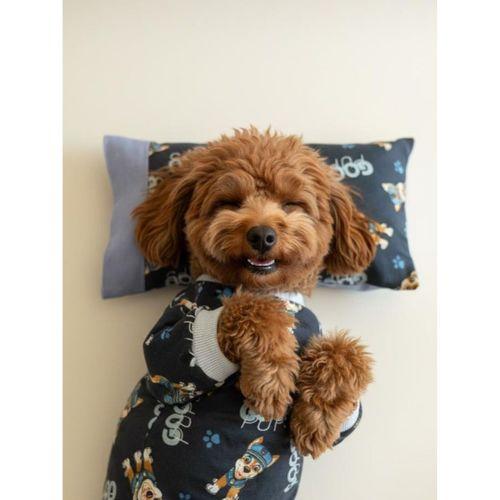 GoodPaws Lacivert Uyku Takımı | Pamuklu Penye Köpek Tulumu ve Mini Yastık | Küçük Irklar İçin | Tüy Dökülmesini Azaltır