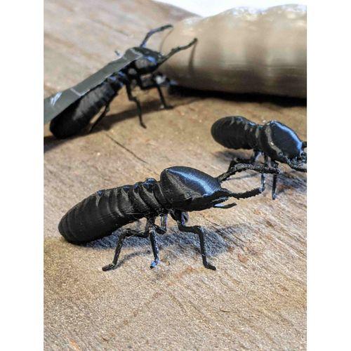 Isoptera (Termit) Koloni - 5141228