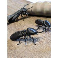 Isoptera (Termit) Koloni - 5141228