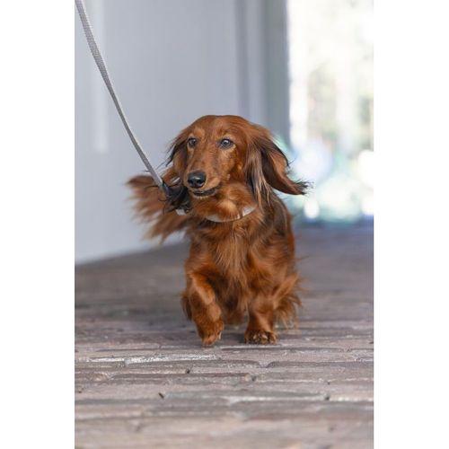 Beeztees DBL Köpek Tasması, Kadife, Gri, 26-40cm, 15mm