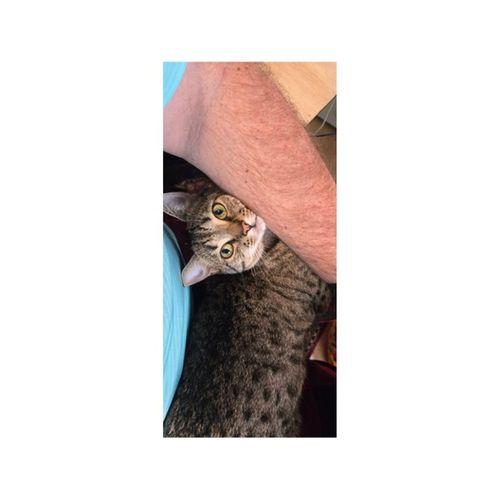 ResMed CPAP Düğme Koruyucu (Bu ürün Sadece Plastik parçadır - Almadan Önce Soru Sorabilirsiniz)