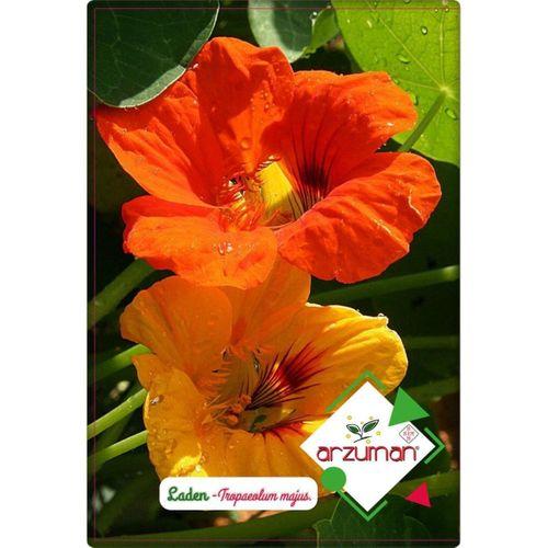 Laden Çiçeği Tohumu (6 adet) Hoş Kokulu