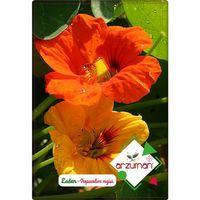 Laden Çiçeği Tohumu (6 adet) Hoş Kokulu