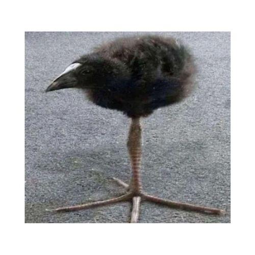 Çekme Tırnağı Aparatı – 3D Baskı Mekanik Parça (Bu ürün Sadece Plastik parçadır - Almadan Önce Soru Sorabilirsiniz)