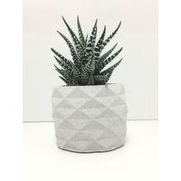 Geometrik Beton Saksı ve Canlı Sukulent - YE1605