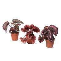 Saksıda Begonia Rex Yaprak Begonya 1 Adet