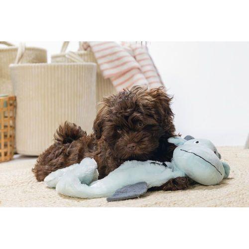 Beeztees Yavru Köpek Oyuncağı, Dragon, Peluş, Gri, 70x16x10cm