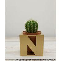 Gold Centikli Harf Seklinde Mini Dekoratif Saksi Ismine Ozel Bas Harf Tasarim Masa Ustu Ofis Dekoru 7 Cm