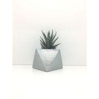Kare Beton Saksı ve Canlı Sukulent - YE1606